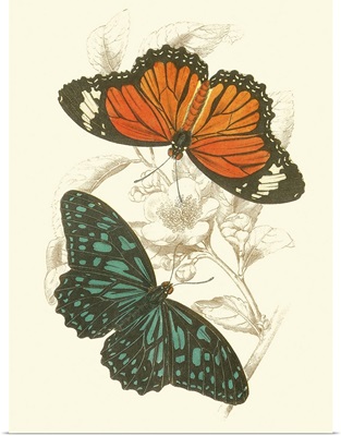 Jardine Butterflies II