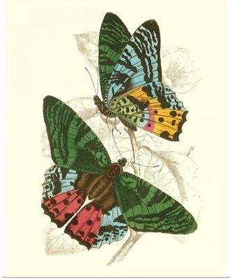 Jardine Butterflies III