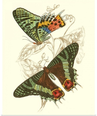 Jardine Butterflies IV