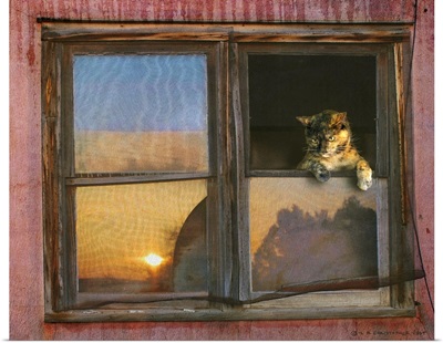 Kitten Window