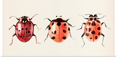 Ladybug Display I