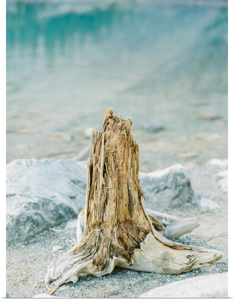 Photograph of driftwood on the shore of Moraine Lake, Banff, Canada.