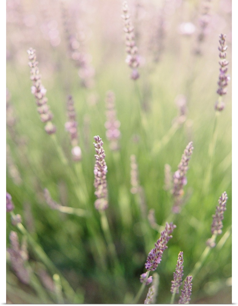 Short depth of field photograph of lavender in a field, Kelowna, Canada.