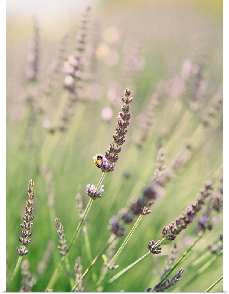 Short depth of field photograph of lavender in a field, Kelowna, Canada.