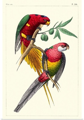 Lemaire Parrots III