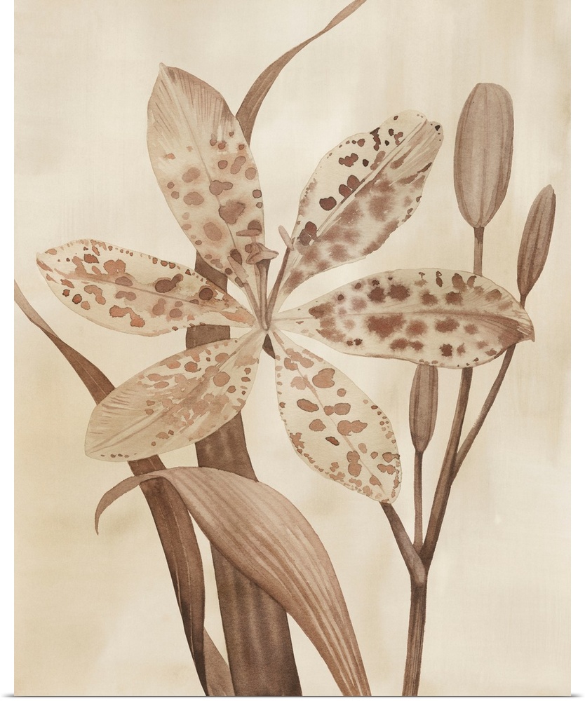 Leopard Lily I