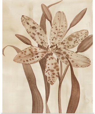 Leopard Lily II