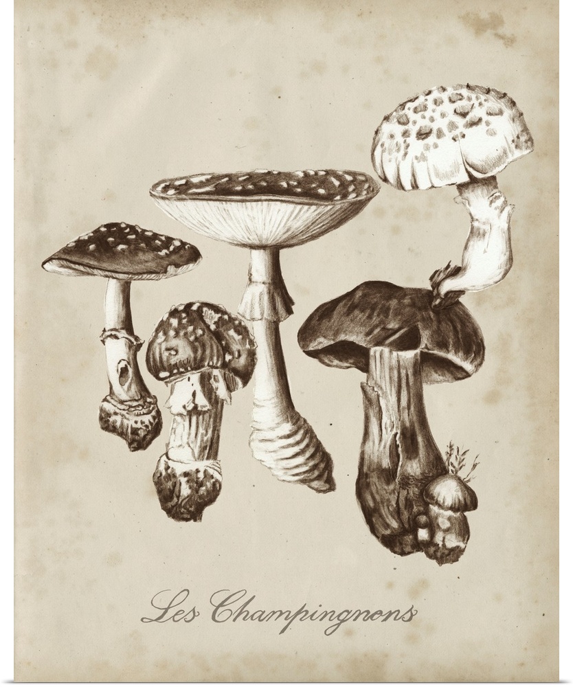 Les Champignons I