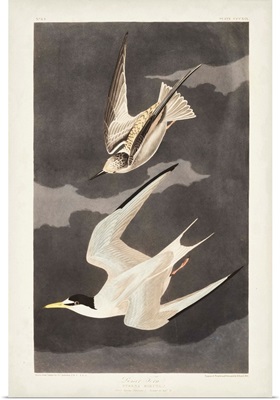 Lesser Tern