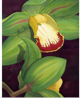 Lime Orchid II