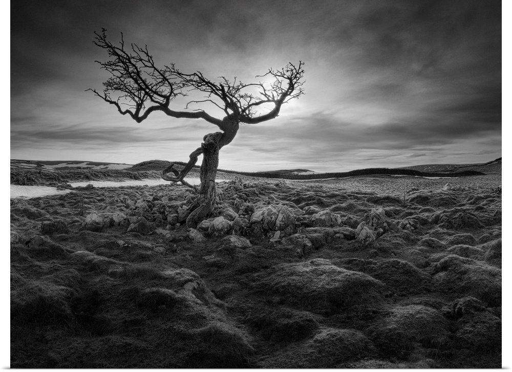 A black and white photograph of a gnarled tree standing lone in a baron looking landscape.