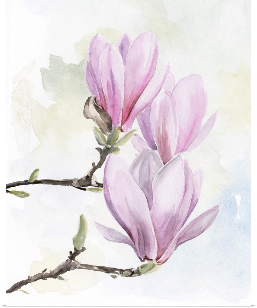 Magnolia Blooms I