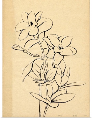Magnolia Sketch I