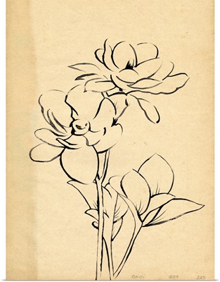 Magnolia Sketch II