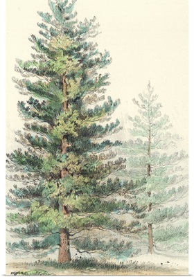 Majestic Pine I