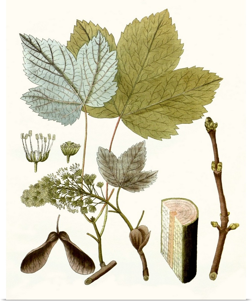 A decorative vintage illustration of group of leaves.
