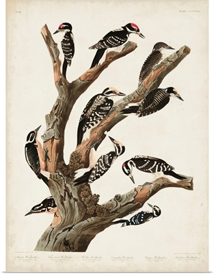 Marias Woodpecker