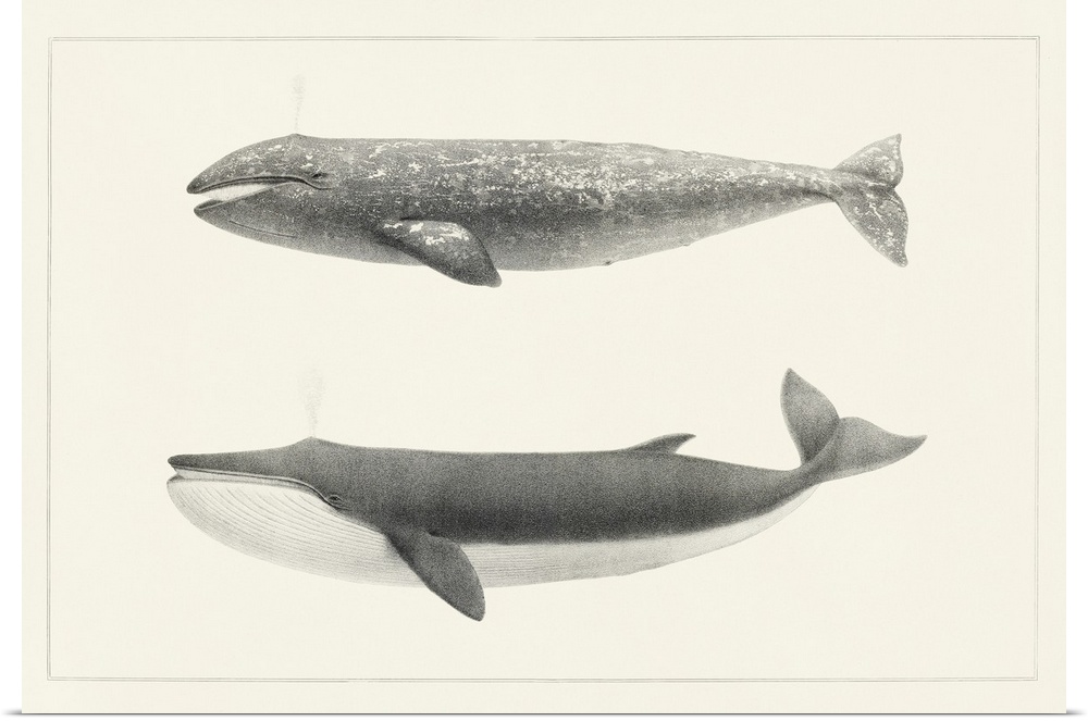 Melville's Whales I