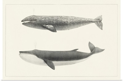 Melville's Whales I