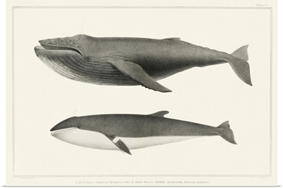 Melville's Whales II