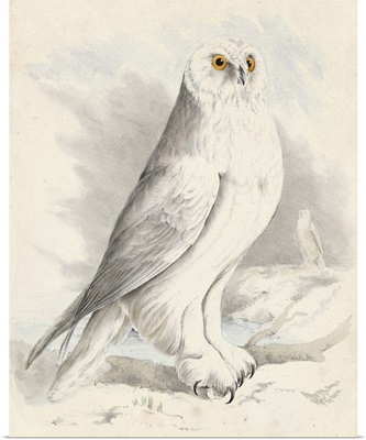 Meyer Snowy Owl