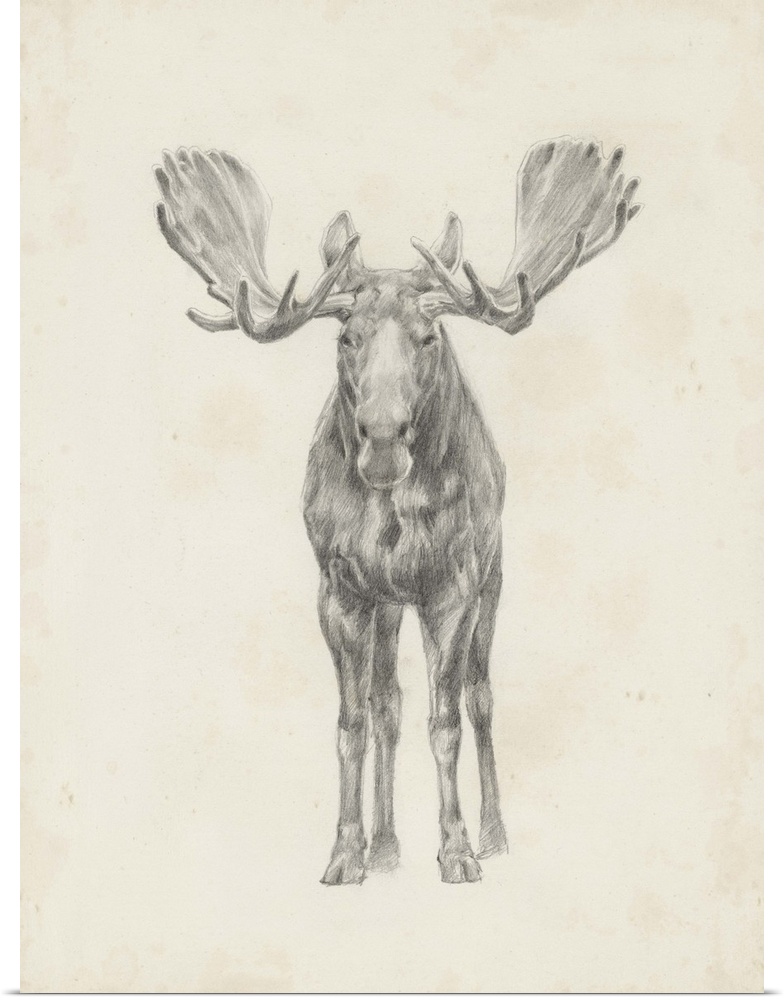 Pencil drawing of a moose seen from the front.
