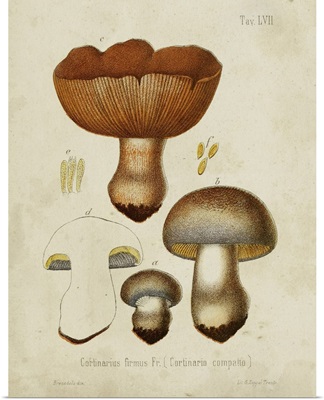 Mushroom Varieties I