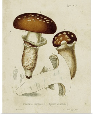 Mushroom Varieties III