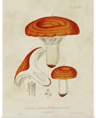 Mushroom Varieties IX