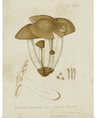 Mushroom Varieties V