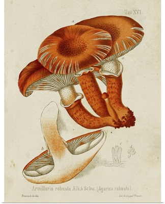 Mushroom Varieties VII
