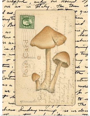 Mushrooms I