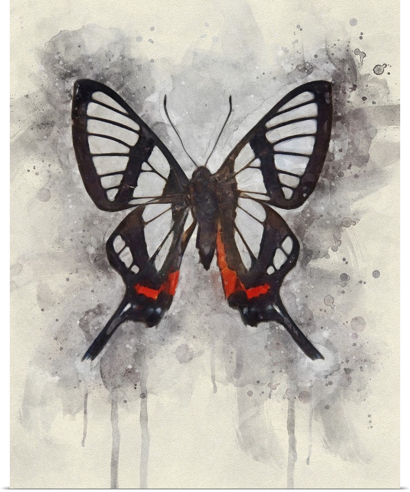 A glasswing butterfly rendered in watercolors.