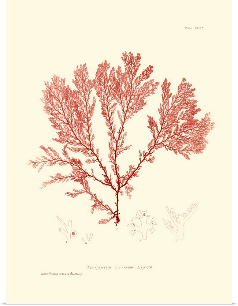 Nature Print in Coral IV