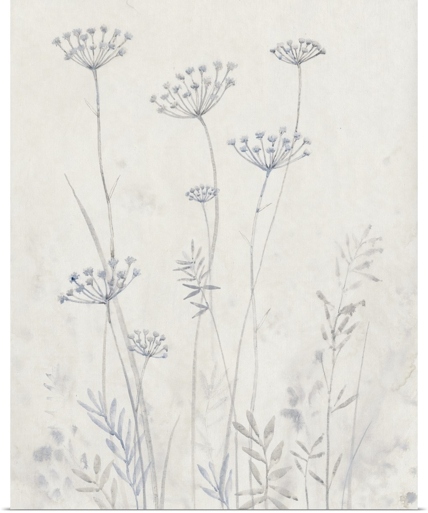 Delicate painting of Queen Anne's Lace flowers in light shades of gray on a cream background.