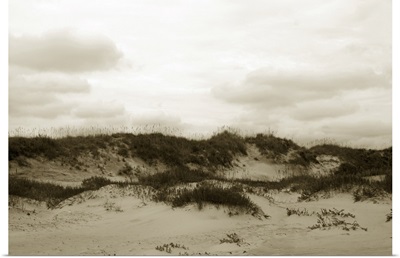Ocracoke Dune Study III