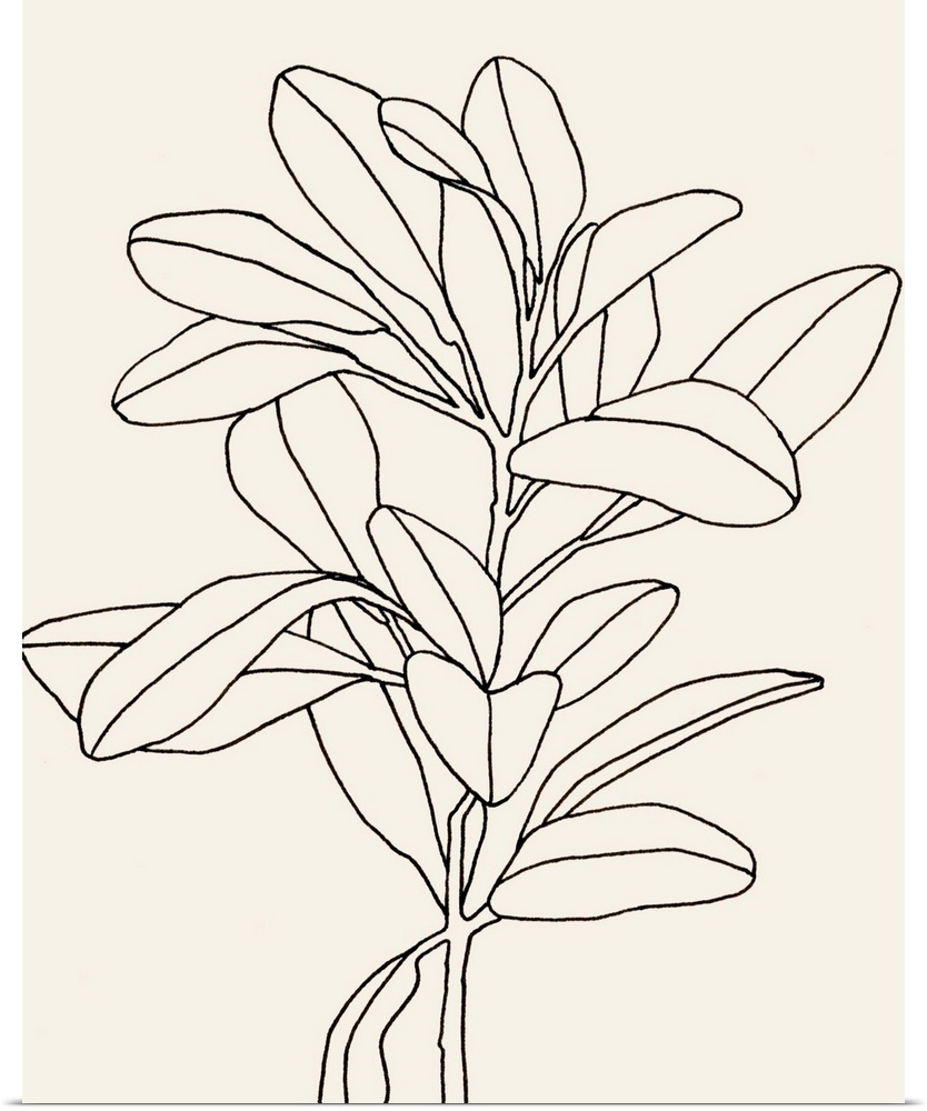 Olive Branch Contour II