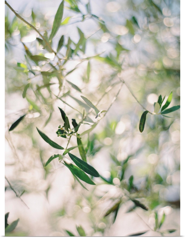 A close up, short depth of field photograph of olive leaves in the sunlight.