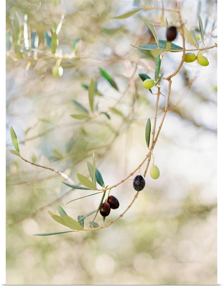 Photograph of olive fruit on the branch, Positano, Italy.