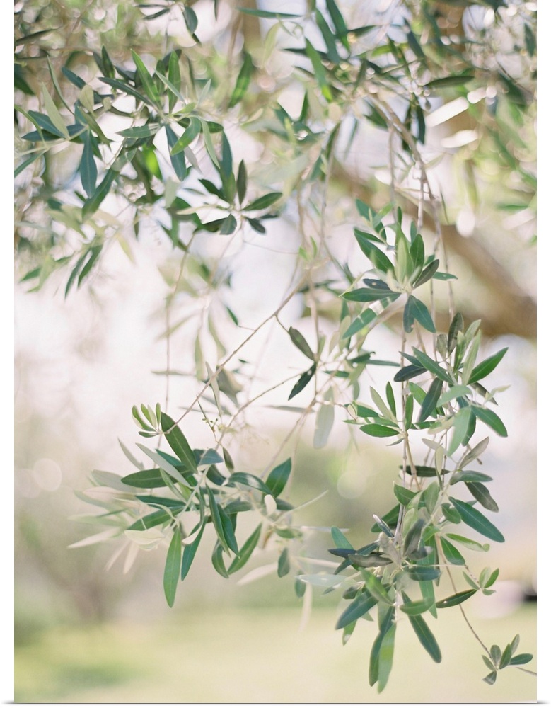 A close up, short depth of field photograph of olive leaves on the branch of a tree.