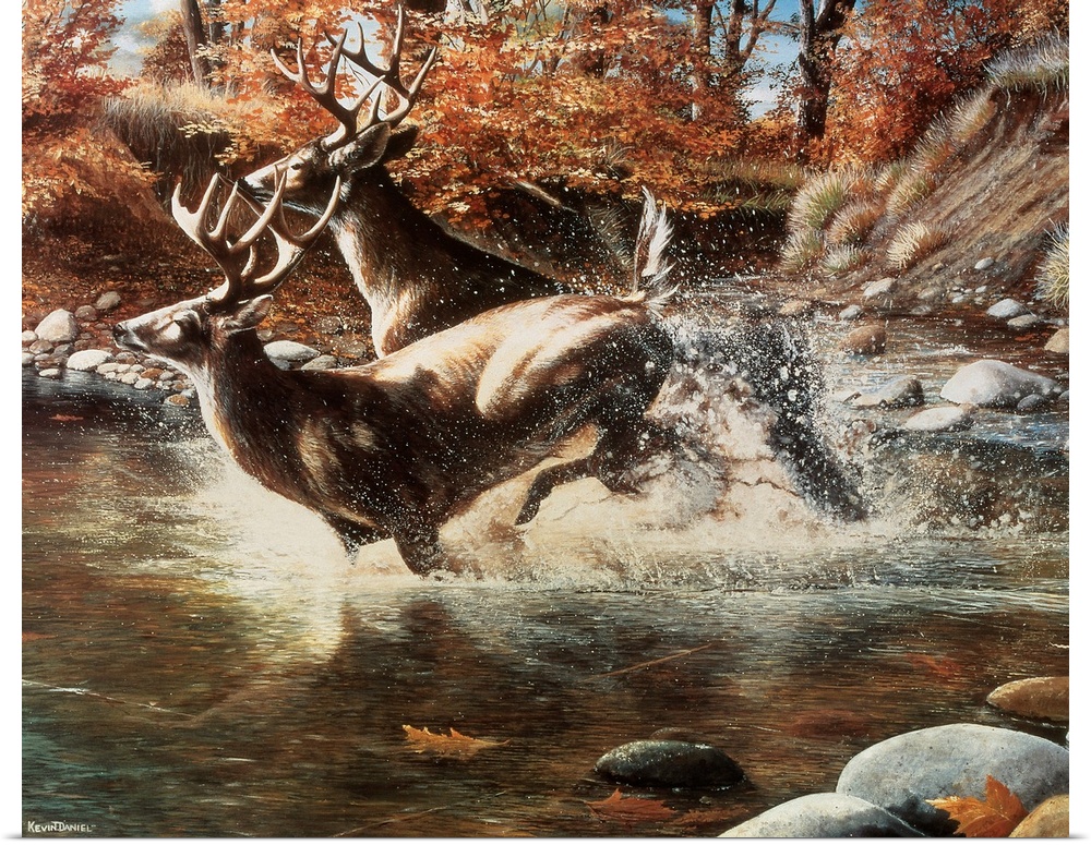 Two large stags run through shallow water with autumn colored trees shown behind them.