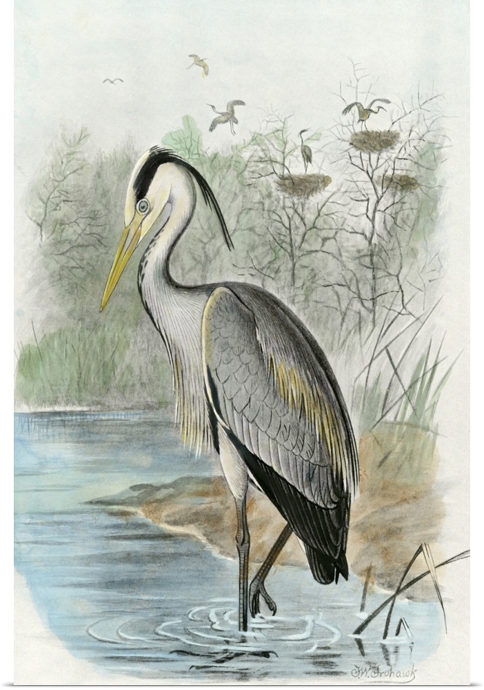 Vintage style illustration of a common heron standing in a marshland.