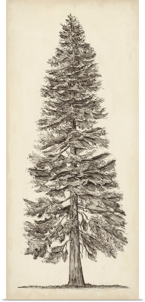 Pacific Northwest Tree Sketch I