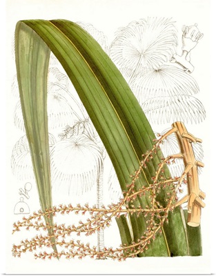 Palm Melange VIII