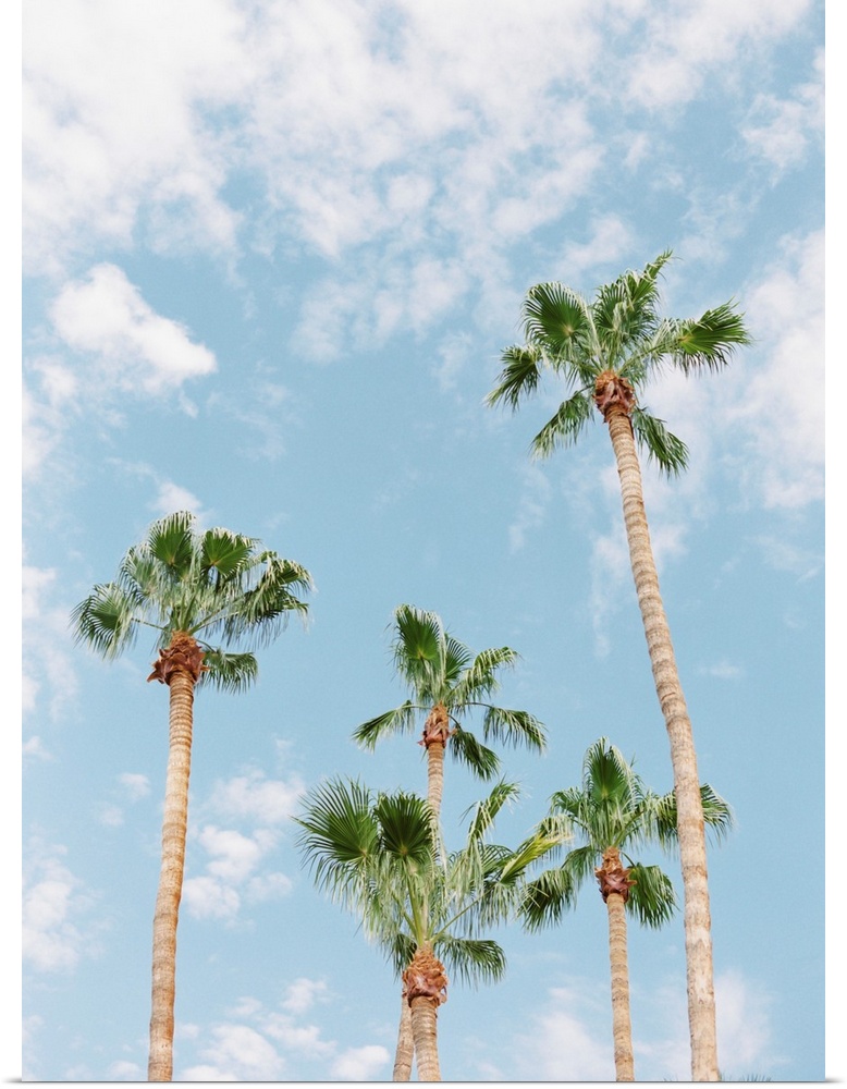 Photograph of tall palm trees against a light blue sky with scant clouds.