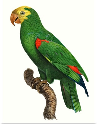 Parrot of the Tropics III