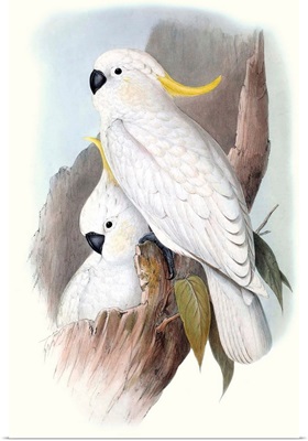 Pastel Parrots V
