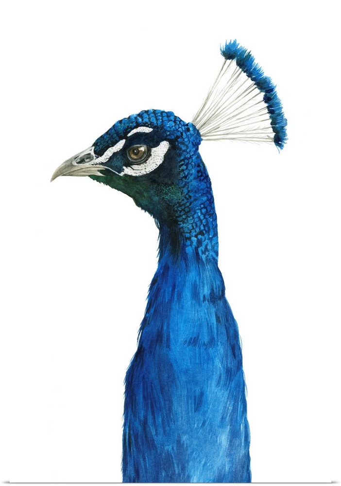 Peacock Portrait II