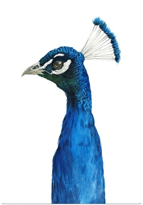 Peacock Portrait II