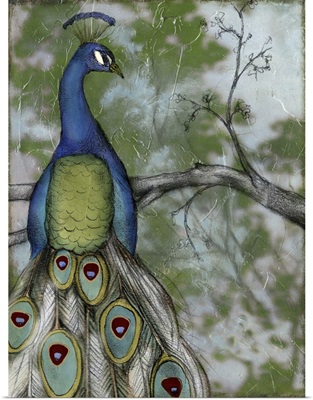 Peacock Reflections II
